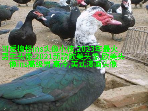 2023很惊艳的颜值逆天欧美女生头像(优选18张)